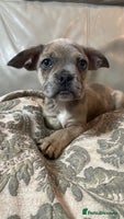 Mixed Breed dogs - Advert 7