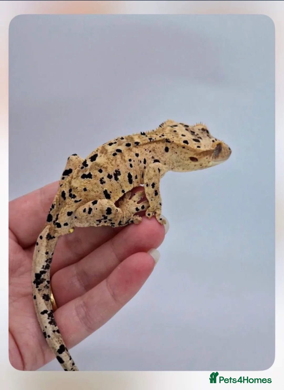 Gecko reptiles for sale: Super Dalmatian Crested Gecko £380 - Advert 1