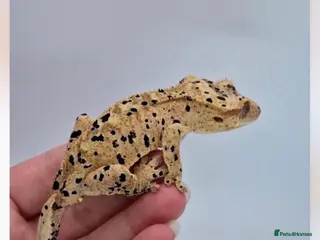 Gecko reptiles Super Dalmatian Crested Gecko £380 - Advert 1