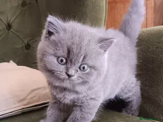 British Shorthair cats Blue Kittens – TICA Reg, PKD Tested - Advert 1