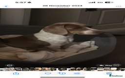 Dachshund dogs for sale: Dachshund male - Image 2