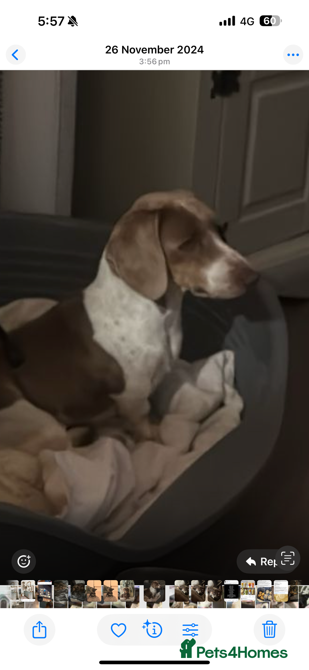 Dachshund dogs for sale: Dachshund male - Image 2