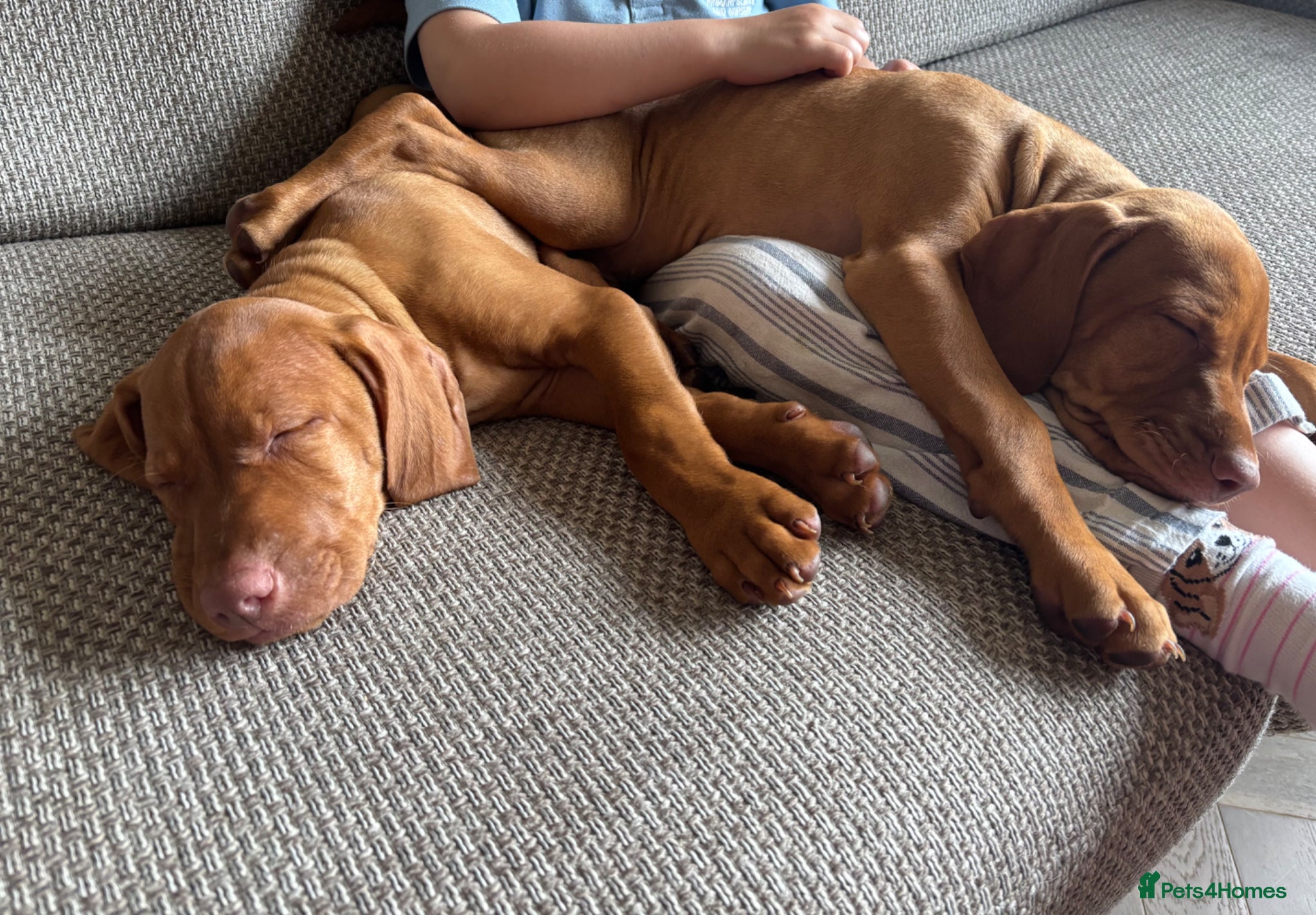 Hungarian Vizsla dogs KC REGISTERED VIZSLA PUPPIES  - Advert 2