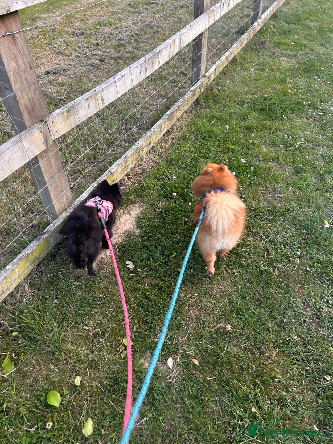 Pomeranian dogs for sale: Orange male Pomeranian and black female pomchi - Image 3