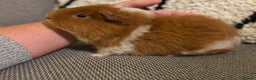 Guinea Pig rodents for sale: Gorgeous 6 month Teddy Guinea pig - Advert 6