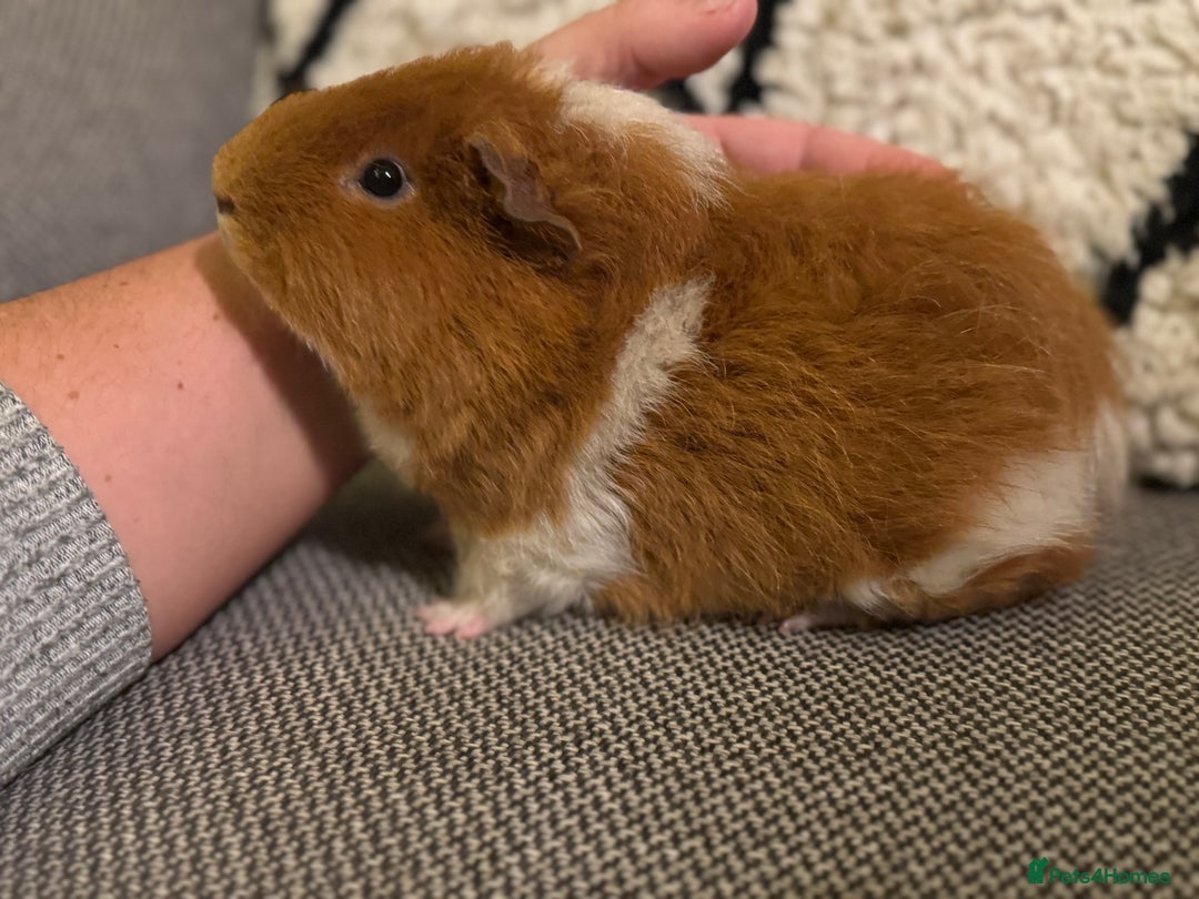 Guinea Pig rodents for sale: Gorgeous 6 month Teddy Guinea pig - Advert 6