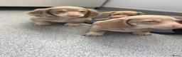 Miniature Dachshund dogs for sale: UNIQUE PINK Miniature Dachshunds in Derby - Advert 5