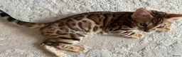 Bengal cats for sale: Pure Pedigree Bengal Kittens - Advert 17