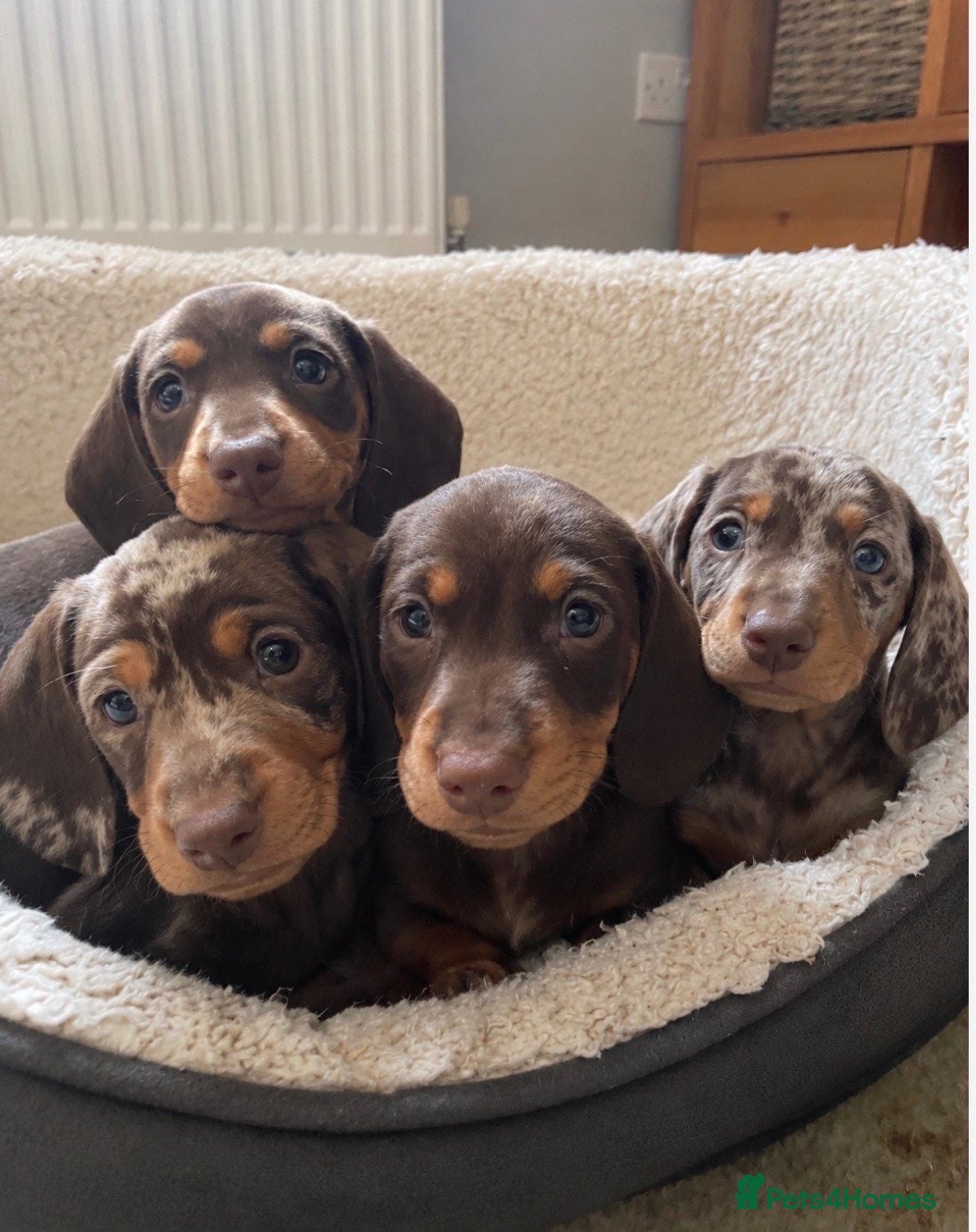 Dachshund dogs Beautiful litter of dachshund puppies  - Advert 5