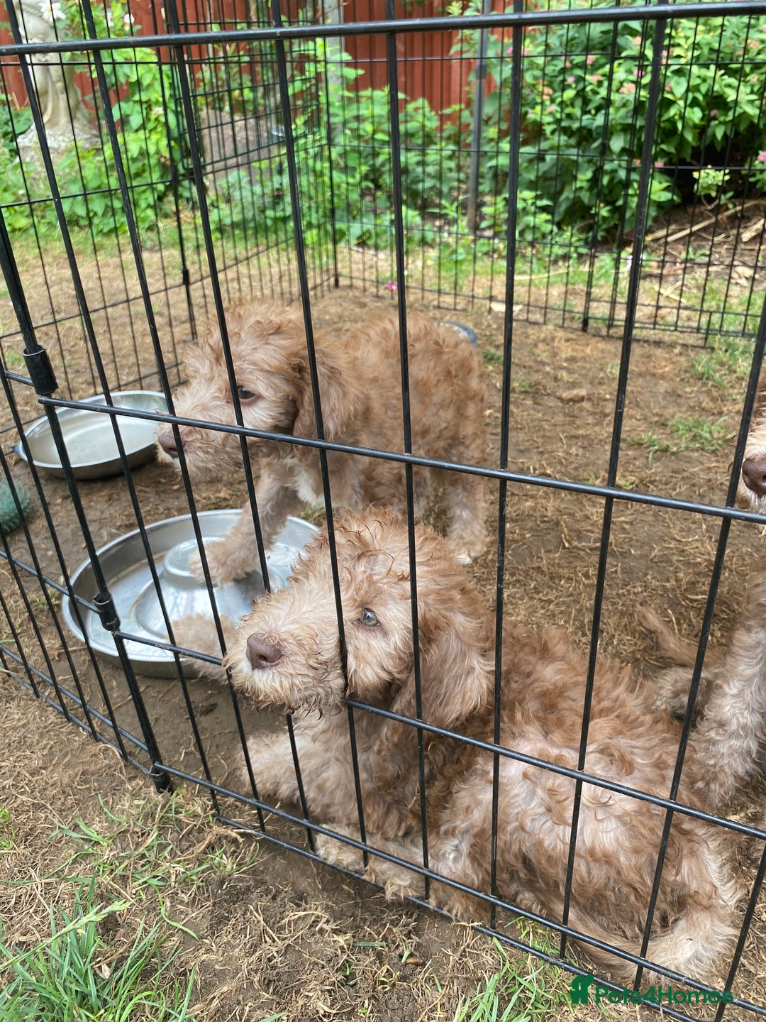 Bedlington Terrier dogs for sale: Bedlington Terrier puppies for sale in Hertford - Image 30