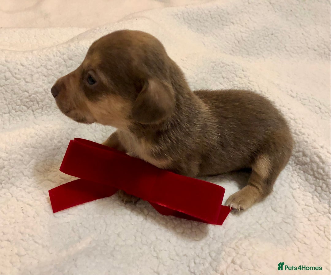 Mixed Breed dogs for sale: Mini Jackshund babies❣️Miniature dachshund x jack  - Advert 2