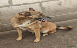 Mixed Breed dogs for adoption: 💖🐶 LARA 🐶💖 - Image 24