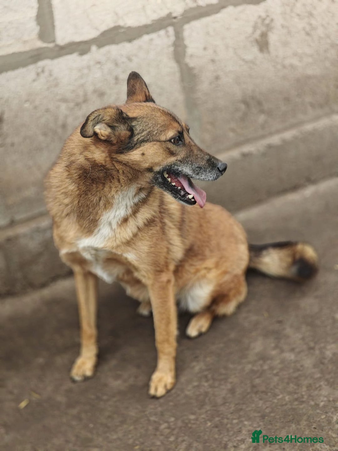 Mixed Breed dogs for adoption: 💖🐶 LARA 🐶💖 - Image 24