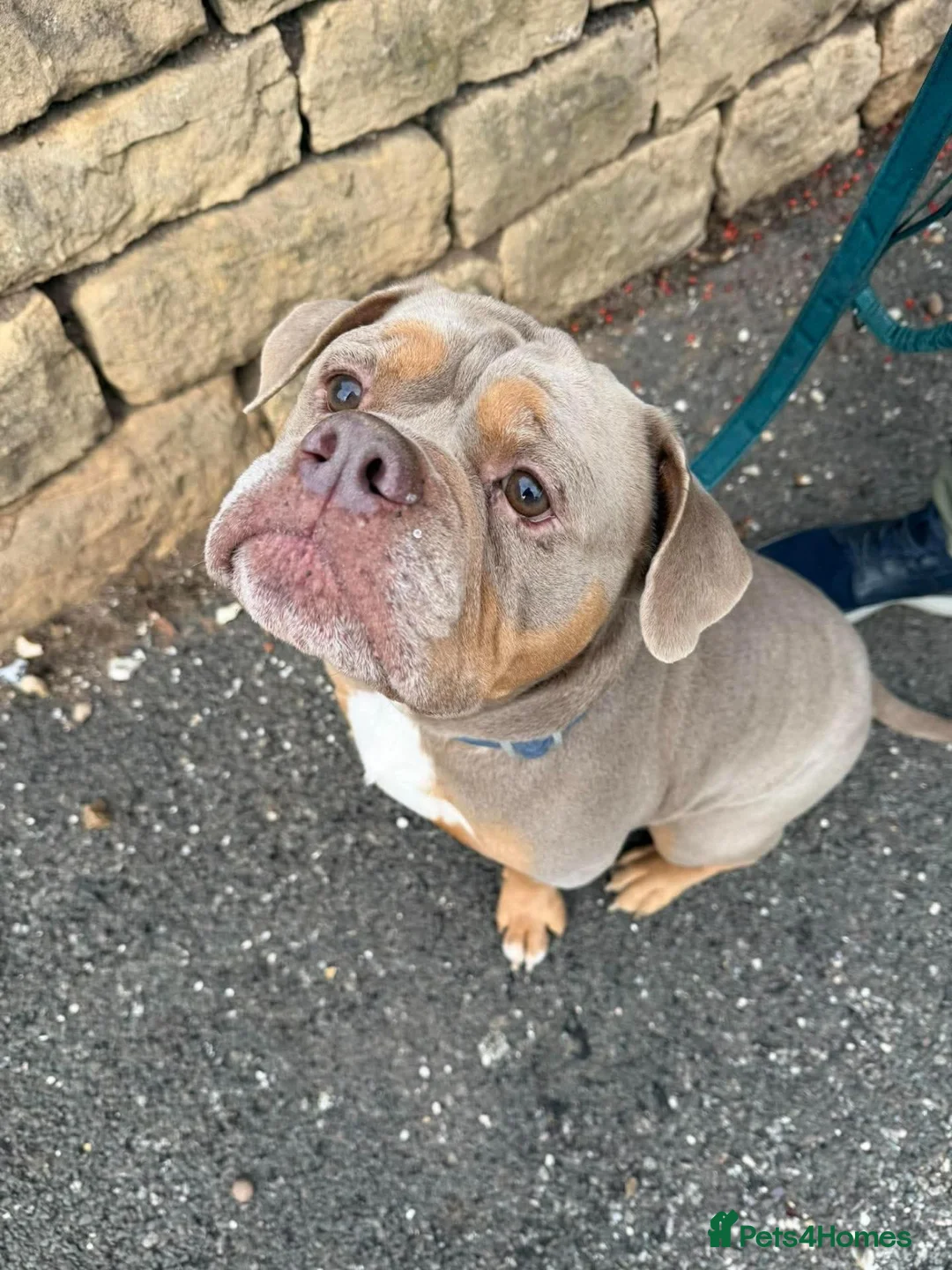 English Bulldog dogs for adoption: Brian - Advert 1