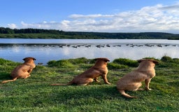 Labrador Retriever dogs for stud: Striking KC Fox Red Labrador Available for Stud  - Image 6