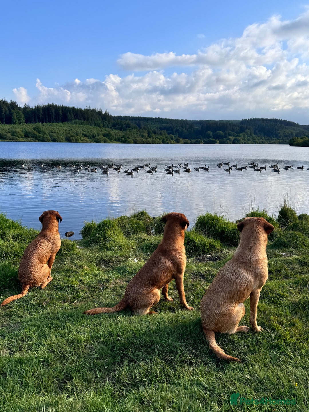 Labrador Retriever dogs for stud: Striking KC Fox Red Labrador Available for Stud  - Image 6
