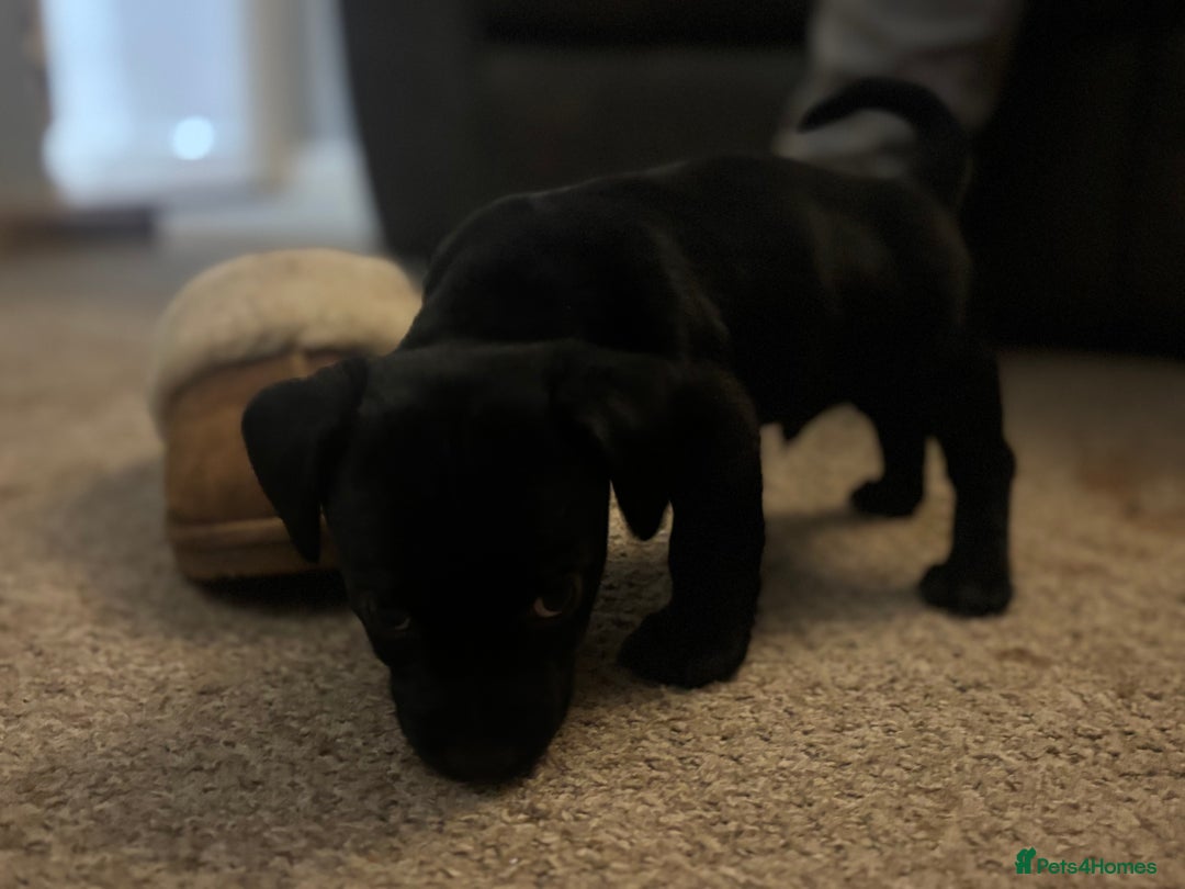 Mixed Breed dogs for sale: Spainel-Jack Boy - Advert 5