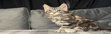 Maine Coon Kitten 3 (Marshall)