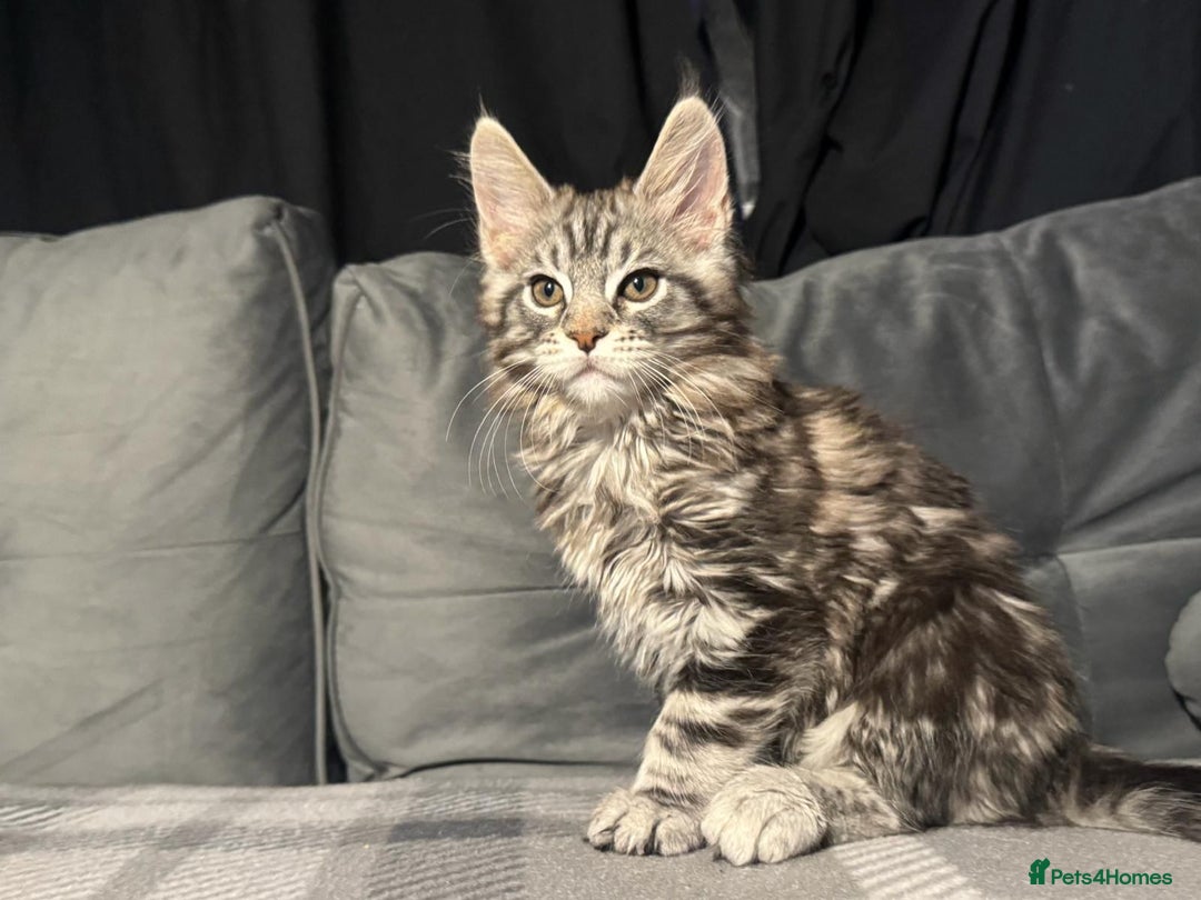 Maine Coon cats for sale: 5 Stunning GCCF Maine Coon Kittens  - Advert 8