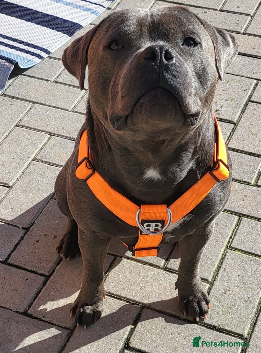 Staffordshire Bull Terrier dogs for stud: Maximus Prime ready for Stud in Birmingham - Advert 8