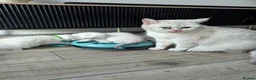 British Shorthair cats for sale: Beautiful British shorthair kittens - Advert 22