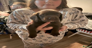 Cockerdor dogs Beautiful Cockerador Puppies Last Puppy Left!  - Advert 5