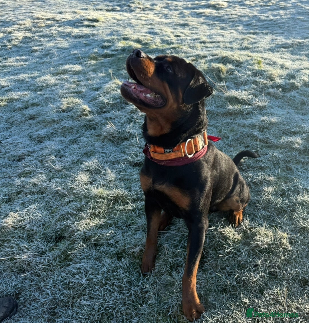 Rottweiler dogs for sale: 3 year old male Rottweiler  - Image 9