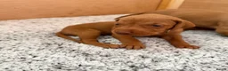 Hungarian Vizsla dogs for sale: KC registered Hungarian Vizsla puppies - Advert 2