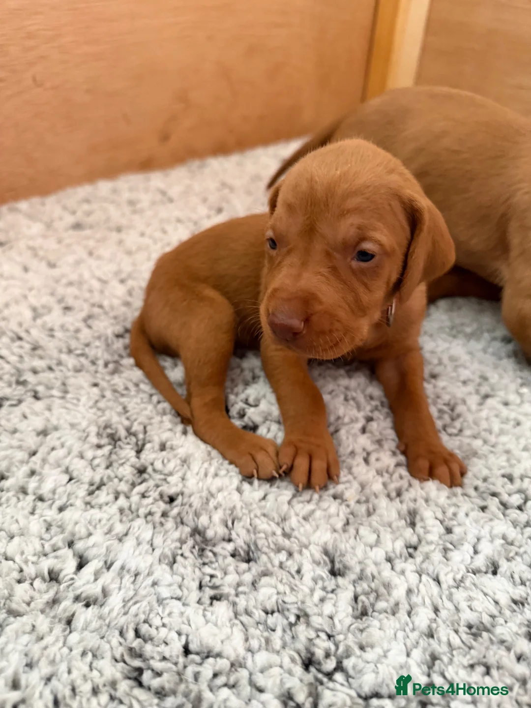 Hungarian Vizsla dogs for sale: KC registered Hungarian Vizsla puppies - Advert 2