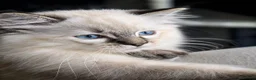 Ragdoll cats for sale: Stunning TICA-Registered Ragdoll Boys Ready Now  - Advert 8