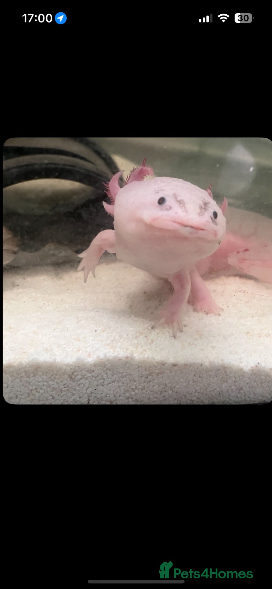 Axolotl reptiles Large Axolotl male  - Advert 2