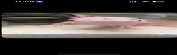 Axolotl reptiles for sale: Large Axolotl male  in Rotherham - Advert 1