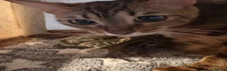 Bengal cats for sale: Bengal kittens pedigreed and registered - Advert 3