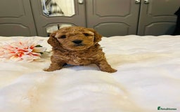 Cavapoo dogs for sale: ✨ Dark Red Cavapoo Puppies ✨** - Image 14