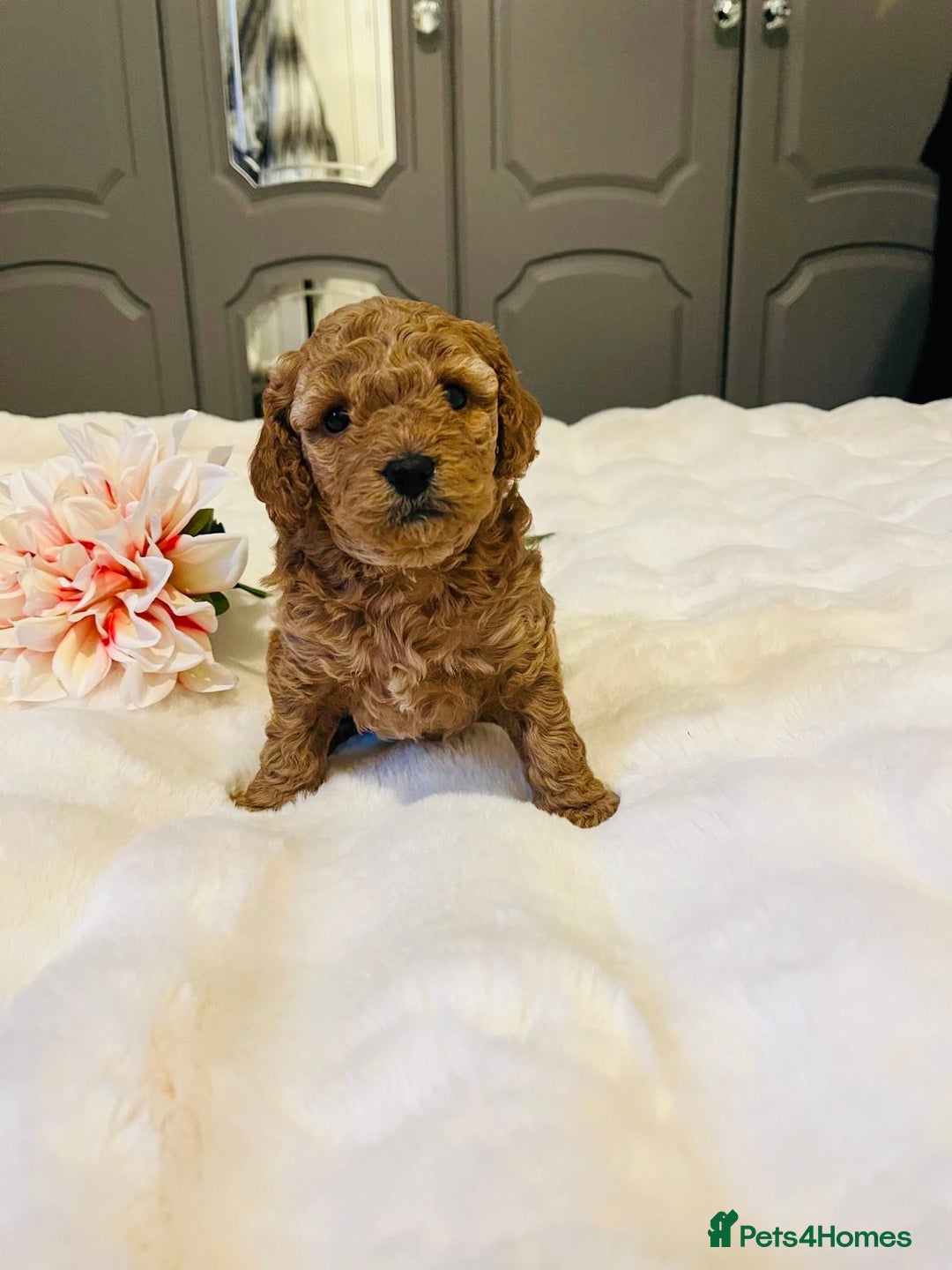 Cavapoo dogs for sale: ✨ Dark Red Cavapoo Puppies ✨** - Image 14