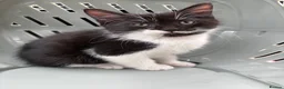 Mixed Breed cats for sale: Black and White Fluffy Male Kitten - Advert 27
