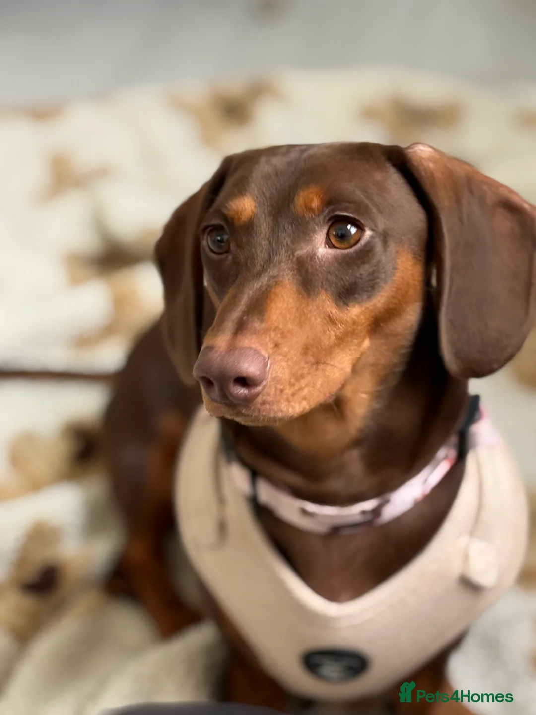 Dachshund dogs for stud: Dachshund Stud - Advert 2