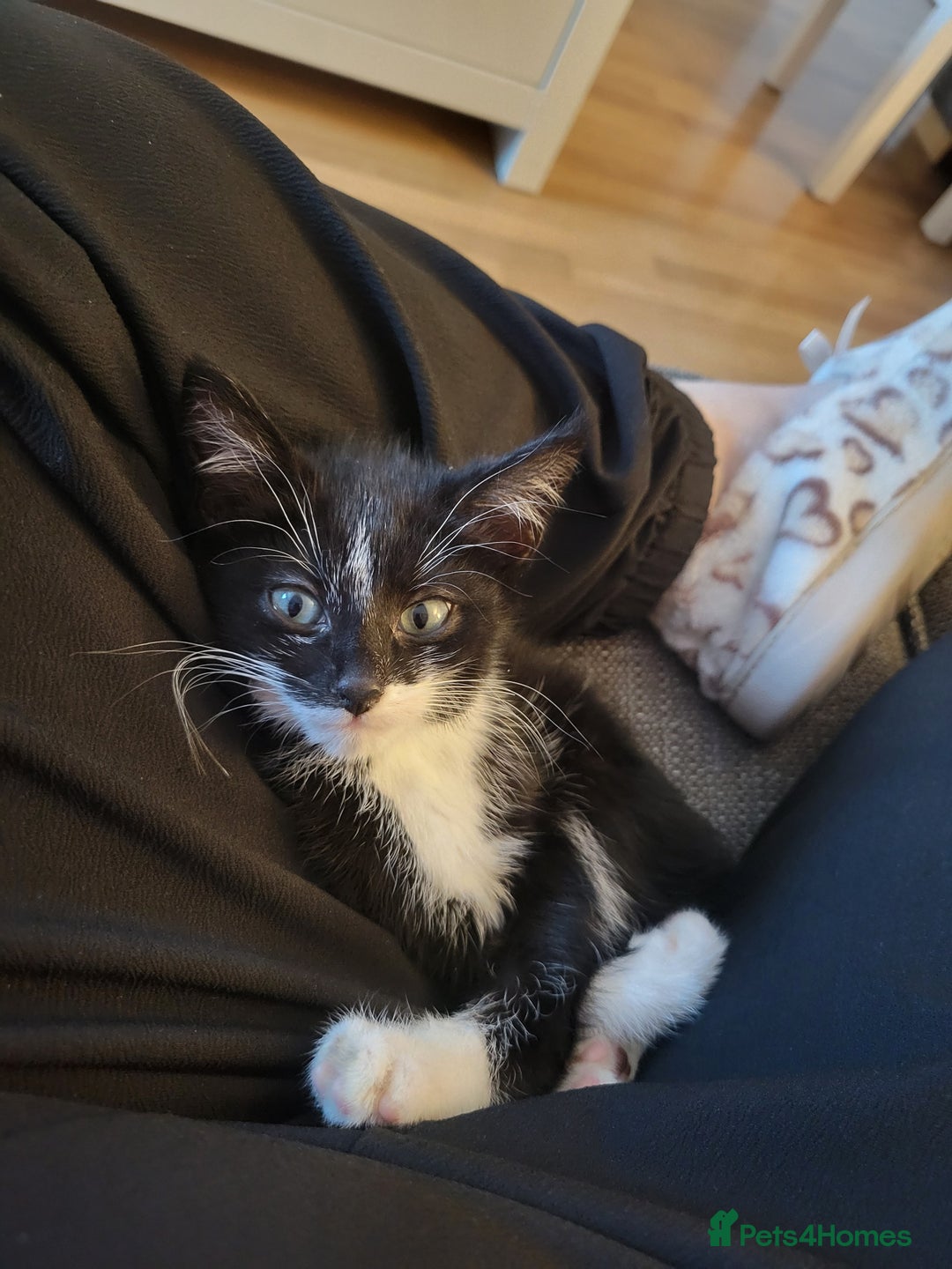 Mixed Breed cats for sale: Friendly girl - Image 4