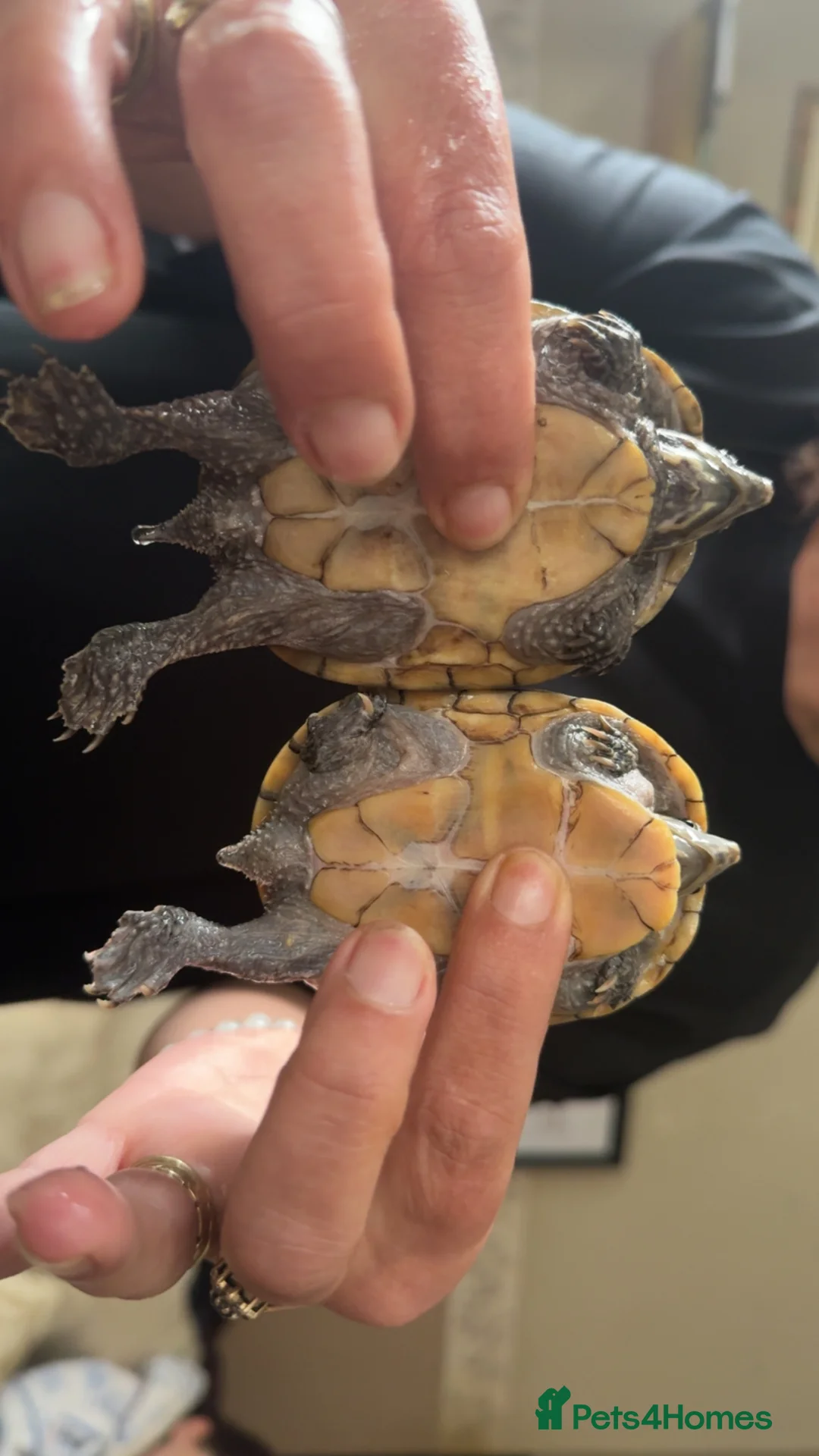 Turtle reptiles for sale: Musk turtles  - Advert 2