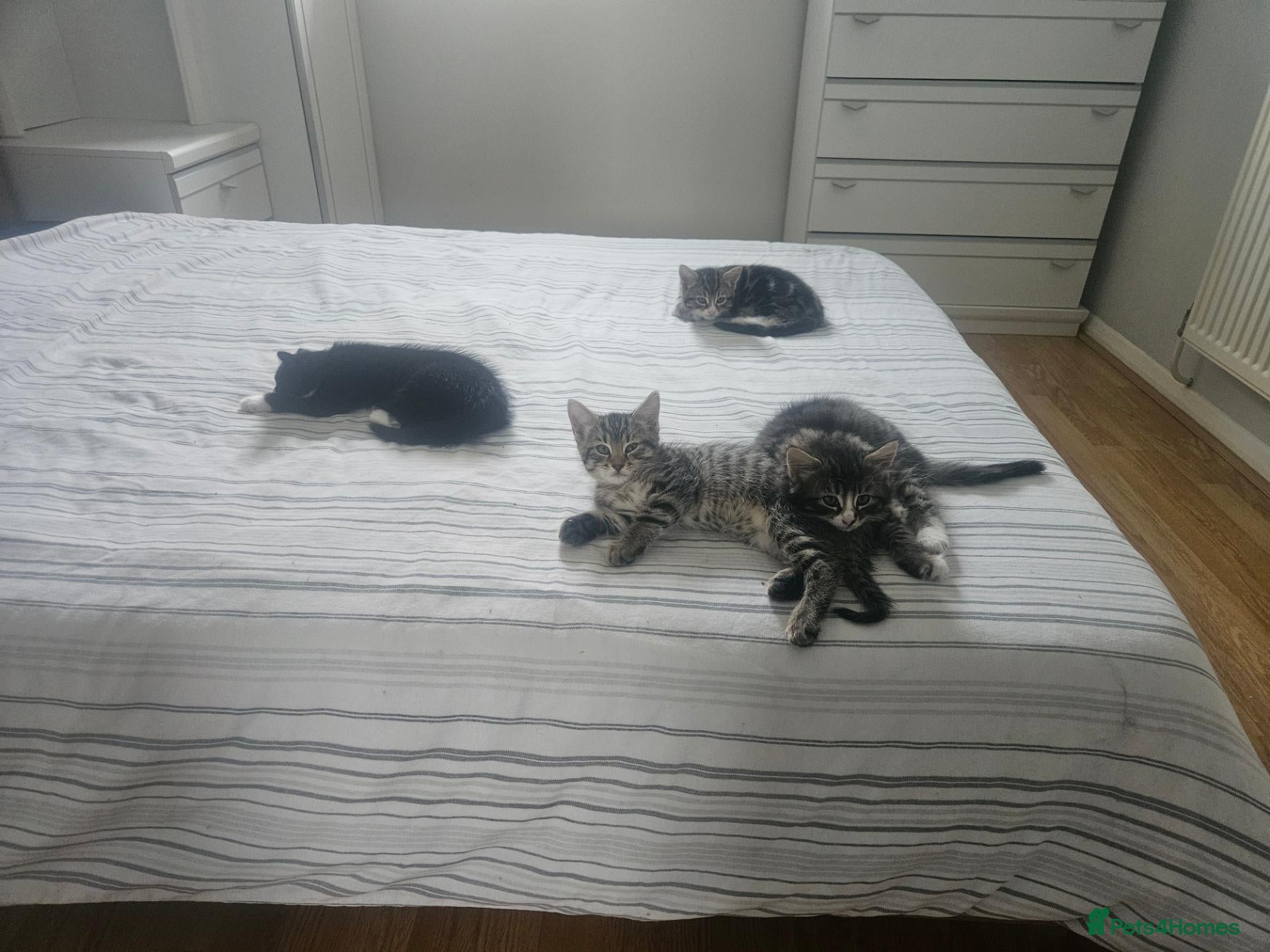 Mixed Breed cats 8 Week Old Kittens - Mixed Breed - Advert 3