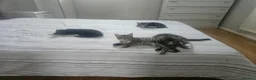 Mixed Breed cats for sale: 8 Week Old Kittens - Mixed Breed - Advert 1