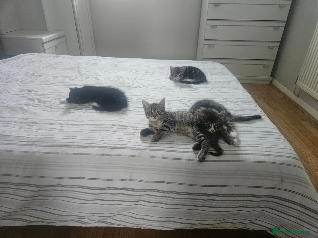Mixed Breed cats for sale: 8 Week Old Kittens - Mixed Breed - Advert 1
