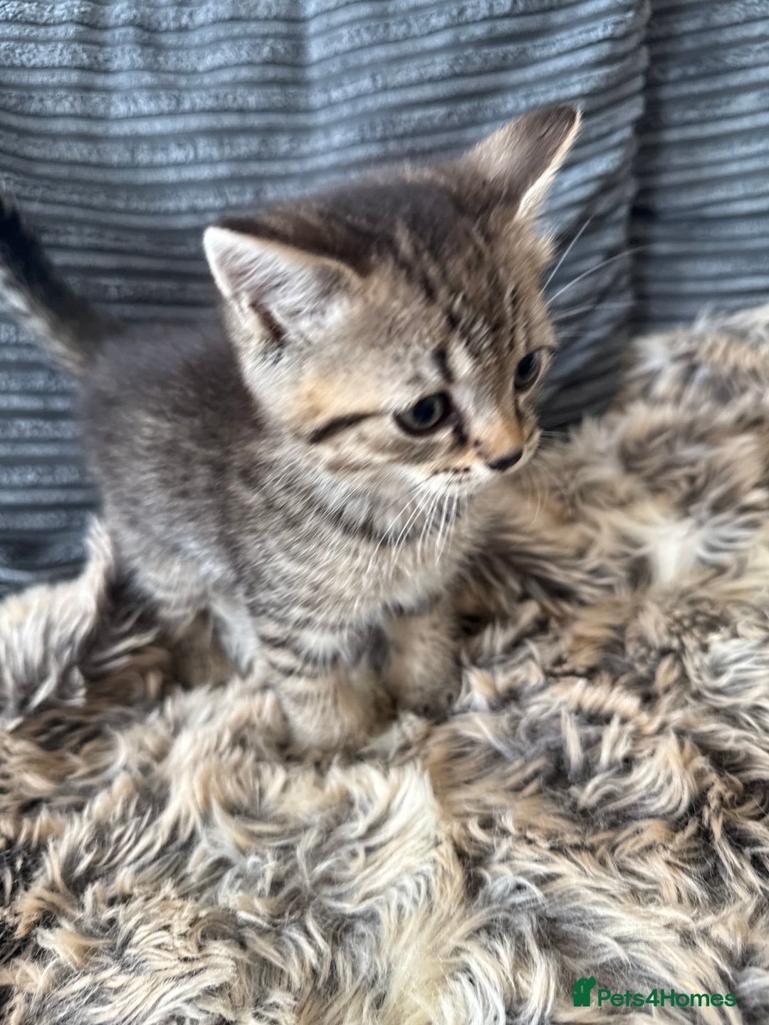 Domestic Shorthair cats for sale: Kittens looking for a loving home  - Advert 13