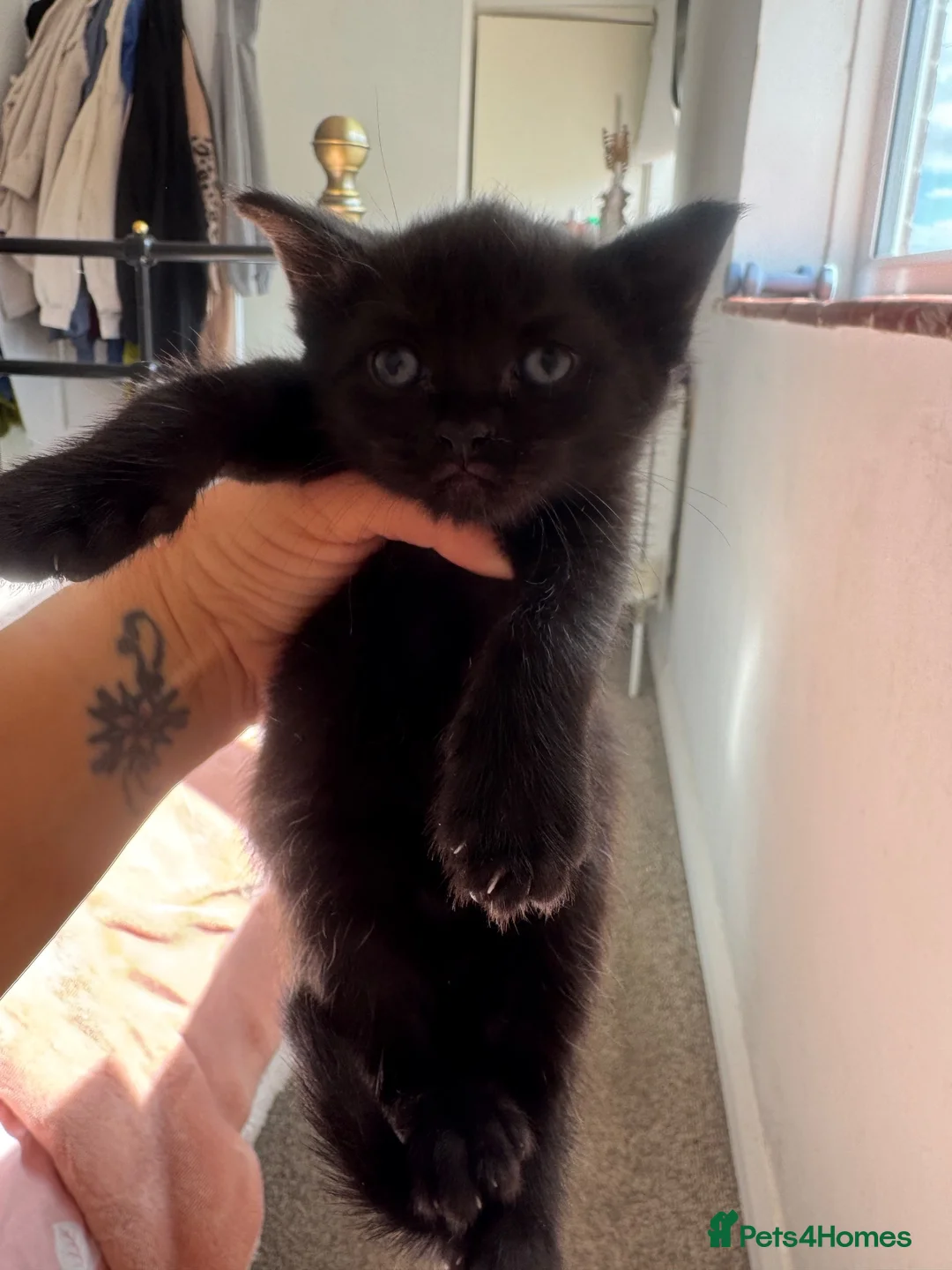 Mixed Breed cats for sale: 5 gorgeous kittens needing a home - Advert 7