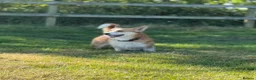 Welsh Corgi Cardigan dogs for stud: Beautiful KC Corgi Stud  - Advert 4