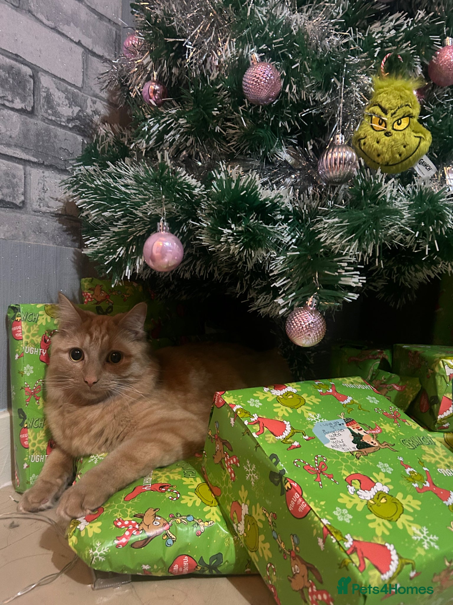 Mixed Breed cats for sale: Simba  - Advert 6