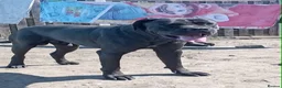 Mixed Breed dogs for sale: 5 girls 3 boys  - Advert 16