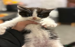 Mixed Breed cats for sale: THREE BLACK KITTENS AVAILABLE  - Image 9