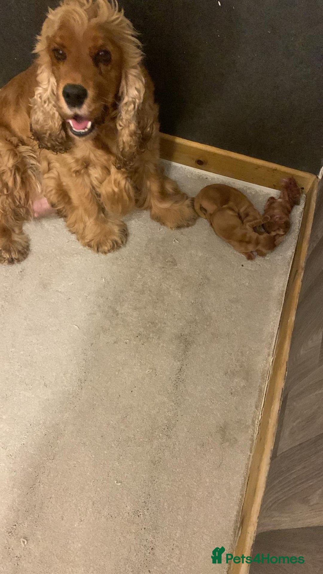 Cocker Spaniel dogs for sale: BEAUTIFUL SHOW COCKER SPANIEL  - Advert 3