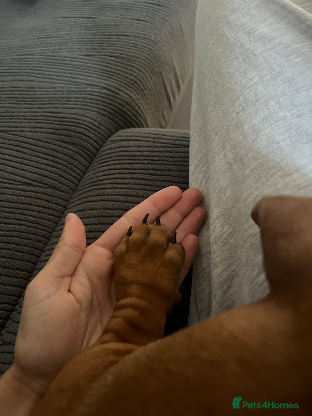 Dachshund dogs for sale: mini dachshund - Image 7